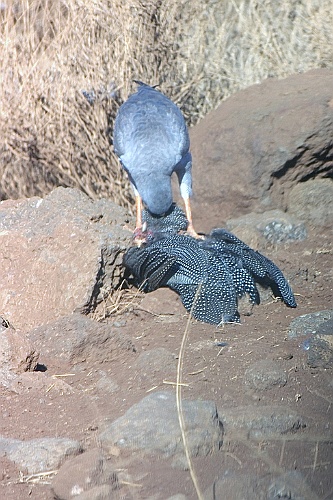 Kenia (119)